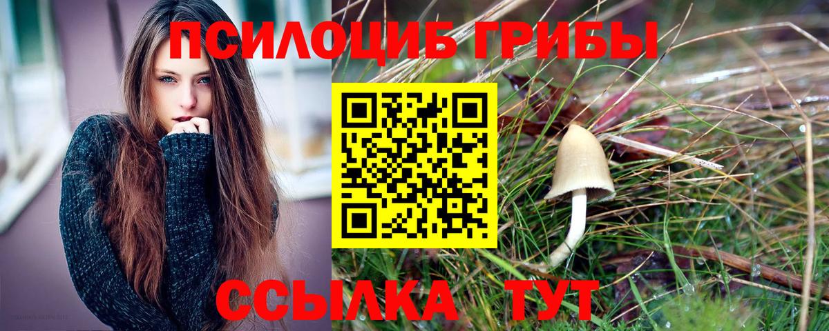 Псилоцибиновые грибы Psilocybe Мценск